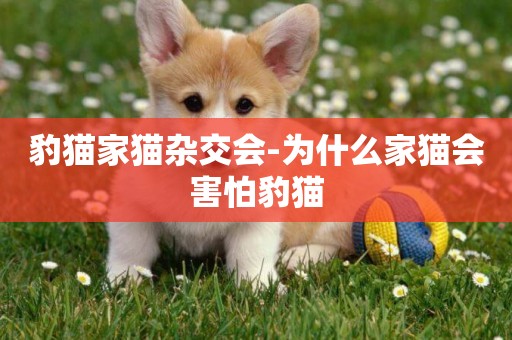 豹貓家貓雜交會-為什么家貓會害怕豹貓