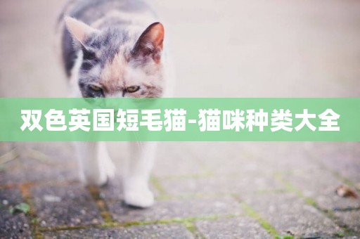 雙色英國短毛貓-貓咪種類大全