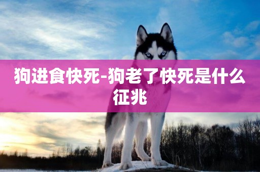 狗進食快死-狗老了快死是什么征兆