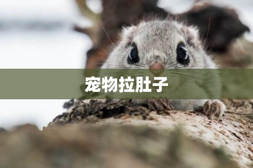 寵物拉肚子