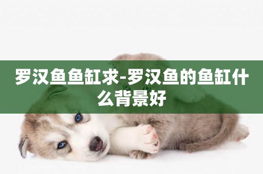 羅漢魚魚缸求-羅漢魚的魚缸什么背景好