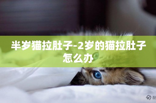 半歲貓拉肚子-2歲的貓拉肚子怎么辦