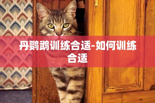 丹鸚鵡訓練合適-如何訓練合適