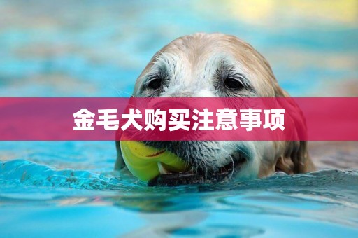 金毛犬購買注意事項