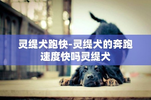 靈緹犬跑快-靈緹犬的奔跑速度快嗎靈緹犬