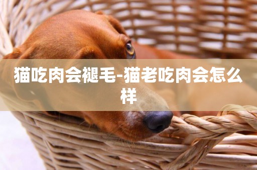 貓吃肉會褪毛-貓老吃肉會怎么樣