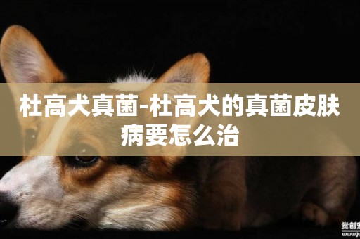 杜高犬真菌-杜高犬的真菌皮膚病要怎么治