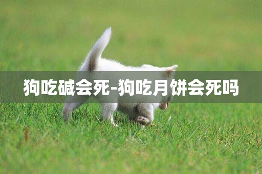 狗吃堿會死-狗吃月餅會死嗎