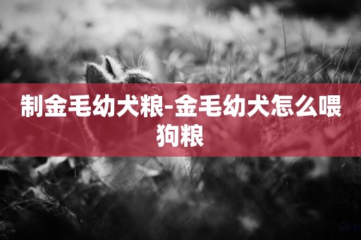 制金毛幼犬糧-金毛幼犬怎么喂狗糧