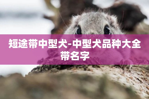 短途帶中型犬-中型犬品種大全帶名字