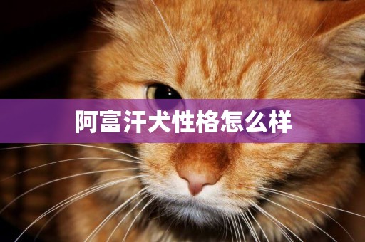 阿富汗犬性格怎么樣