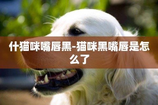 什貓咪嘴唇黑-貓咪黑嘴唇是怎么了