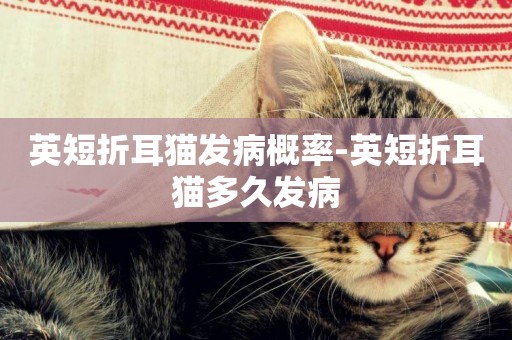 英短折耳貓發病概率-英短折耳貓多久發病