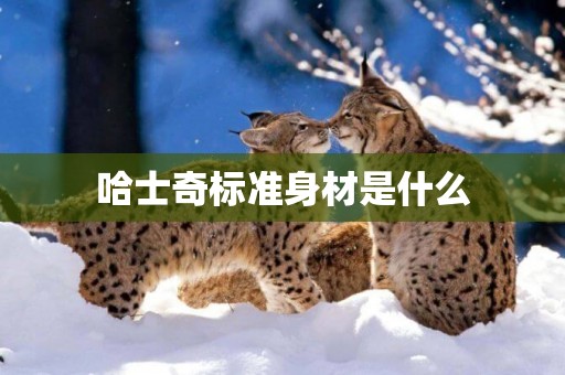 哈士奇標準身材是什么