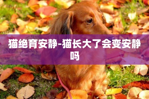 貓絕育安靜-貓長大了會變安靜嗎