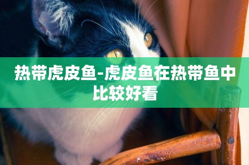 熱帶虎皮魚-虎皮魚在熱帶魚中比較好看