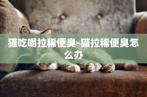 貓吃喝拉稀便臭-貓拉稀便臭怎么辦