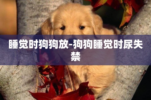 睡覺時狗狗放-狗狗睡覺時尿失禁
