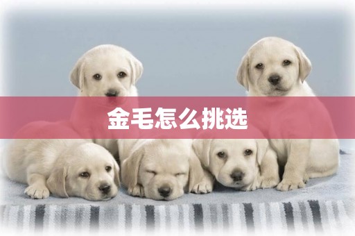 金毛怎么挑選