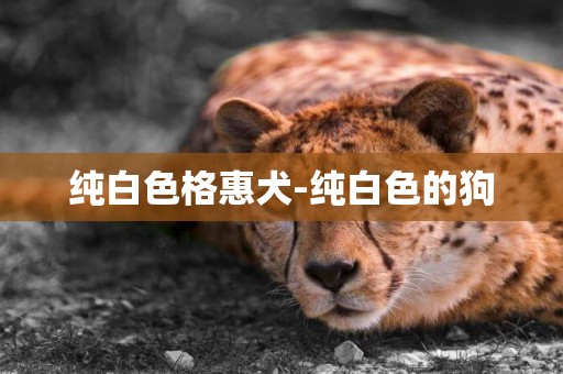 純白色格惠犬-純白色的狗