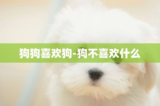 狗狗喜歡狗-狗不喜歡什么