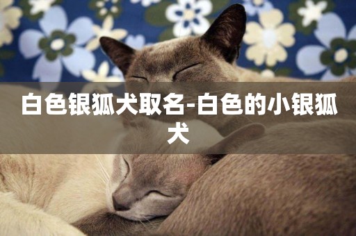 白色銀狐犬取名-白色的小銀狐犬