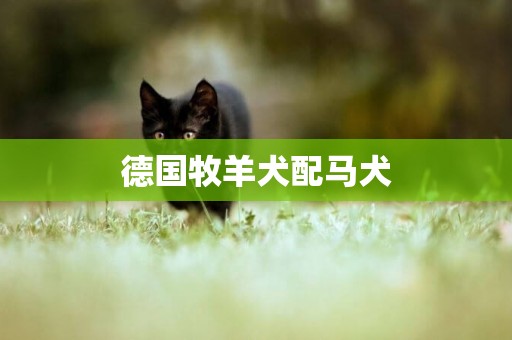 德國牧羊犬配馬犬