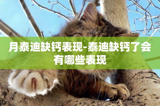 月泰迪缺鈣表現-泰迪缺鈣了會有哪些表現