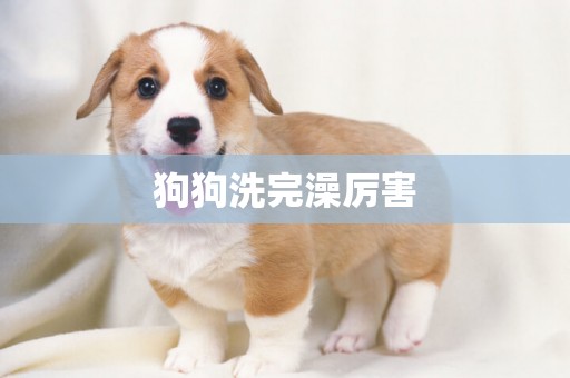 狗狗洗完澡厲害