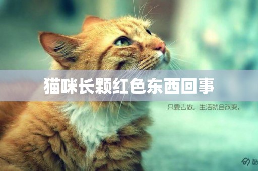 貓咪長顆紅色東西回事