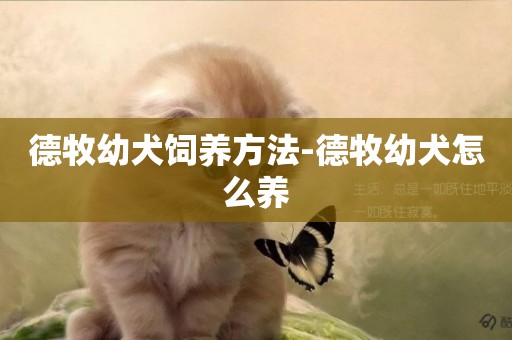 德牧幼犬飼養方法-德牧幼犬怎么養