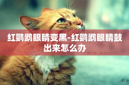 紅鸚鵡眼睛變黑-紅鸚鵡眼睛鼓出來怎么辦