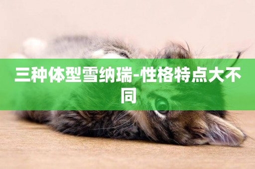 三種體型雪納瑞-性格特點大不同