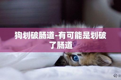狗劃破腸道-有可能是劃破了腸道