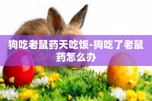 狗吃老鼠藥天吃飯-狗吃了老鼠藥怎么辦