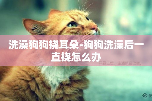 洗澡狗狗撓耳朵-狗狗洗澡后一直撓怎么辦