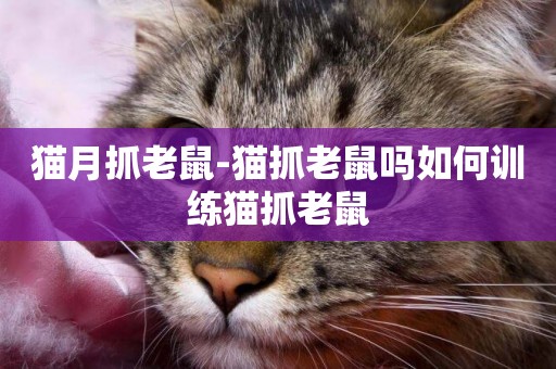 貓月抓老鼠-貓抓老鼠嗎如何訓練貓抓老鼠