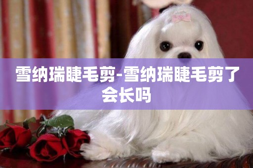 雪納瑞睫毛剪-雪納瑞睫毛剪了會長嗎