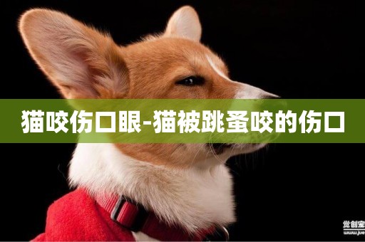 貓咬傷口眼-貓被跳蚤咬的傷口