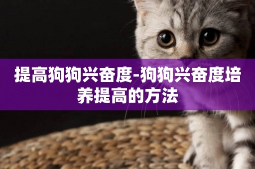 提高狗狗興奮度-狗狗興奮度培養提高的方法