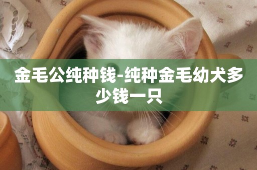 金毛公純種錢-純種金毛幼犬多少錢一只