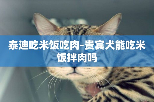 泰迪吃米飯吃肉-貴賓犬能吃米飯拌肉嗎