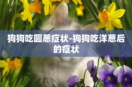 狗狗吃圓蔥癥狀-狗狗吃洋蔥后的癥狀