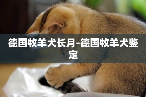 德國牧羊犬長月-德國牧羊犬鑒定