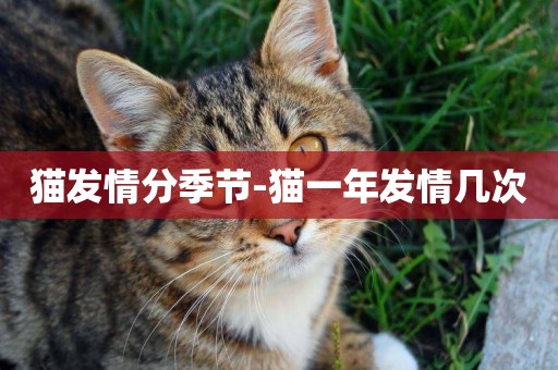 貓發情分季節-貓一年發情幾次