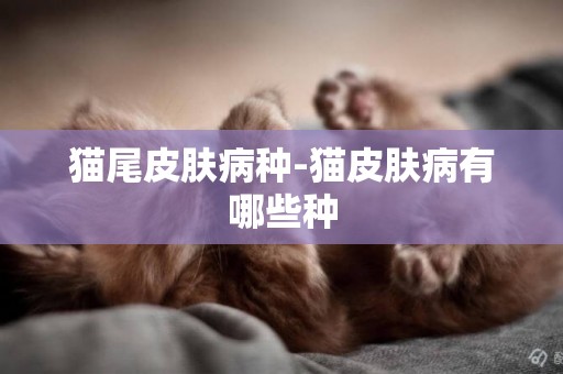 貓尾皮膚病種-貓皮膚病有哪些種