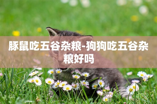 豚鼠吃五谷雜糧-狗狗吃五谷雜糧好嗎