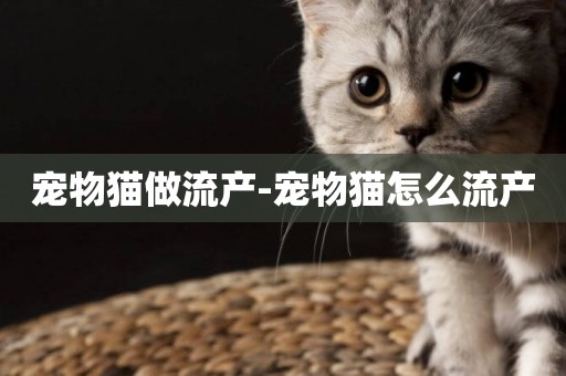 寵物貓做流產-寵物貓怎么流產