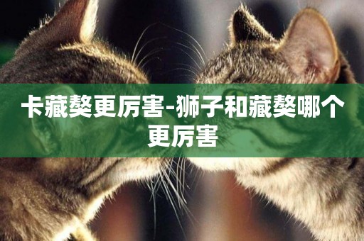 卡藏獒更厲害-獅子和藏獒哪個更厲害
