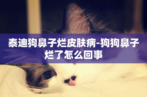 泰迪狗鼻子爛皮膚病-狗狗鼻子爛了怎么回事